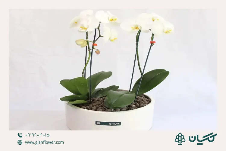 عکس گل برای مراسم ختم و ابراز همدردی