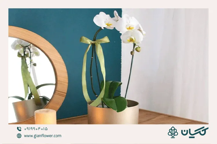 گل مناسب برای مراسم ختم به رنگ سفید و ساده