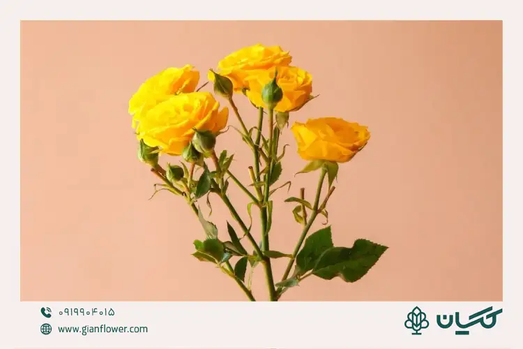 گل رز تک شاخه ای