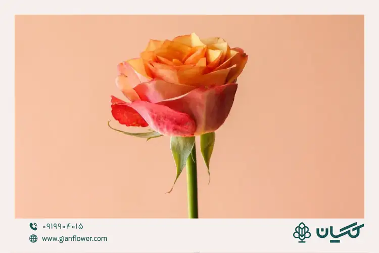 ایده های جذاب برای تزیین شاخه گل رز 