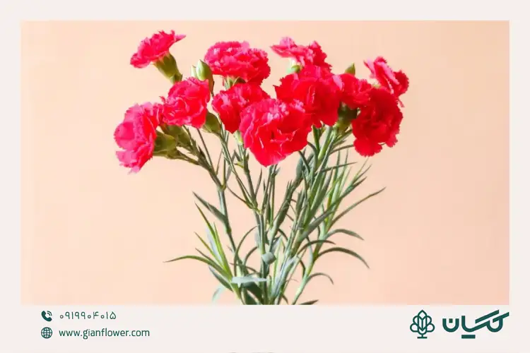 گل میخک و تزیین تک شاخه گل