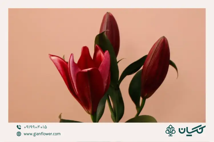 شاخه گل لیلیوم و تزیین آن