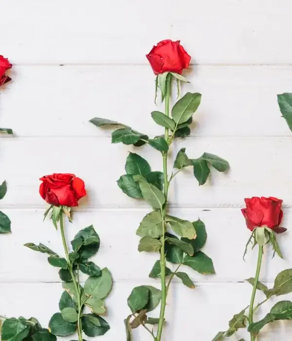 تزیین شاخه گل رز