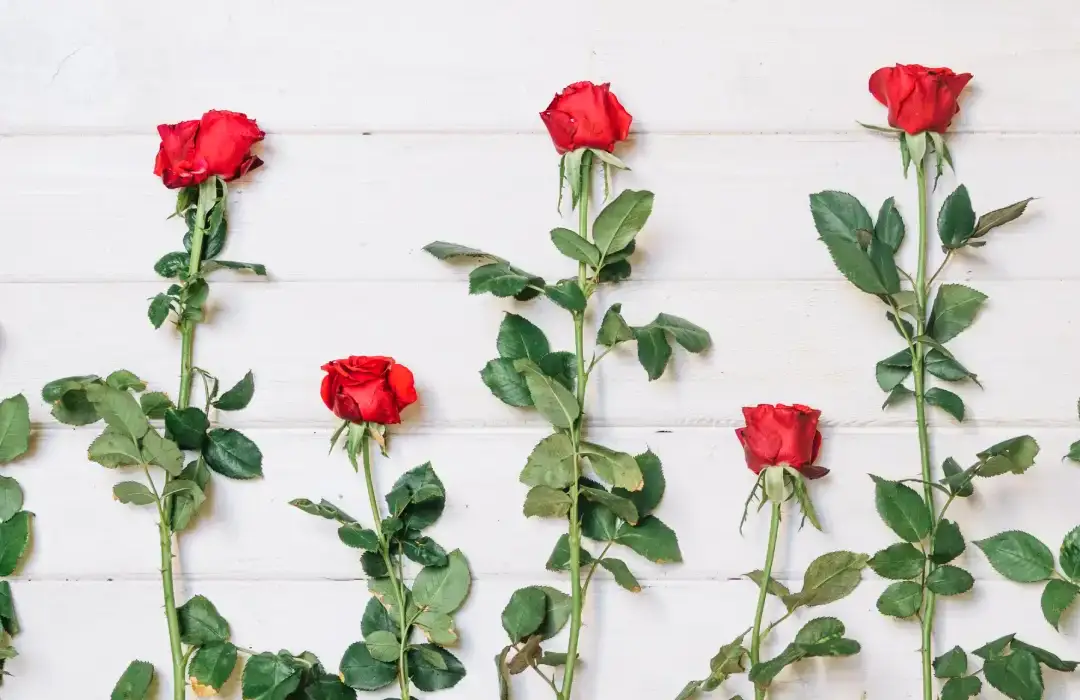 تزیین شاخه گل رز