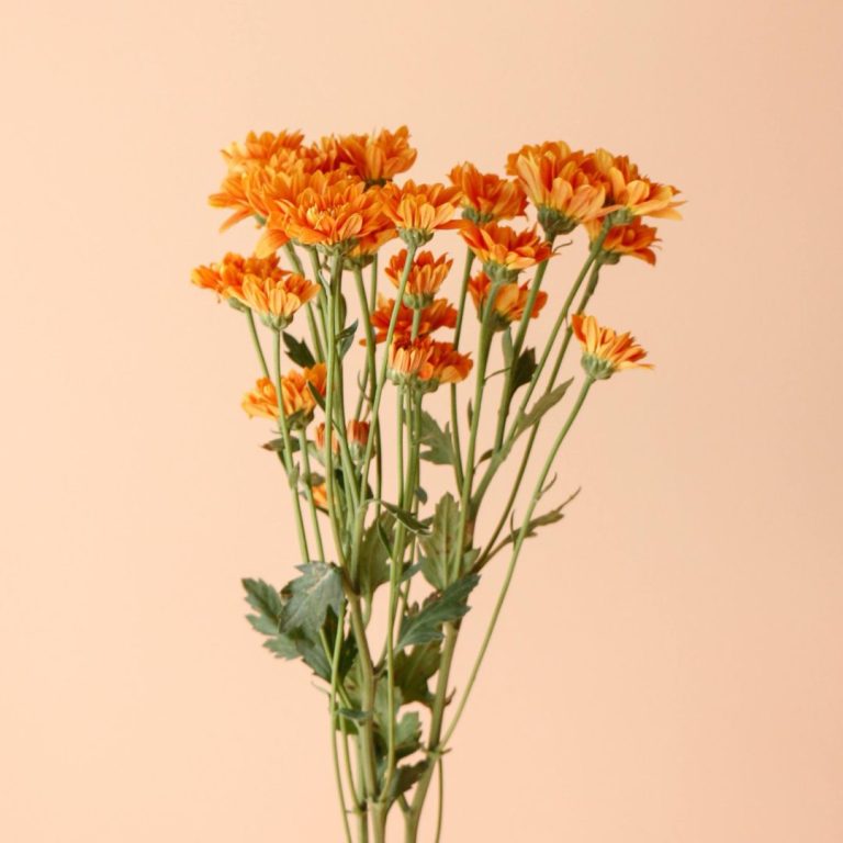 دسته گل داوودی نارنجی شاخه‌ای گرم و پرجلوه - گلفروشی گیان