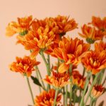 داوودی مینیاتوری نارنجی گل پاییزی برای منزل - گلفروشی گیان