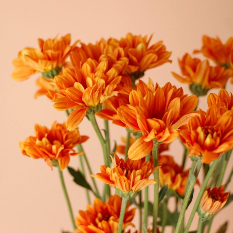 داوودی مینیاتوری نارنجی گل پاییزی برای منزل - گلفروشی گیان