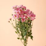 گل داوودی مینیاتوری یاسی شاخه‌ای فانتزی و تازه - گیان