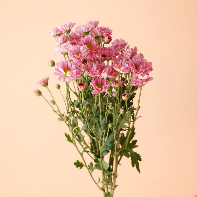 گل داوودی مینیاتوری یاسی شاخه‌ای فانتزی و تازه - گیان