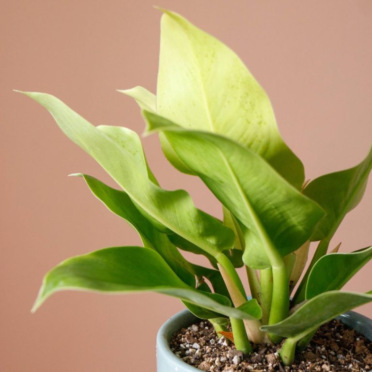 فیلودندرون لیمویی