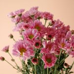 قیمت گل داوودی مینیاتوری یاسی - گلفروشی گیان