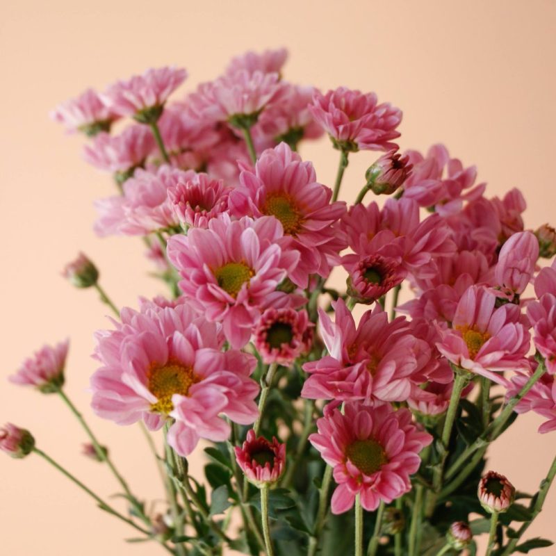 قیمت گل داوودی مینیاتوری یاسی - گلفروشی گیان