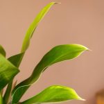 گیاه آپارتمانی فیلودندرون