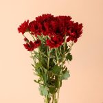 گل داوودی بزرگ قرمز شاخه‌ای باطراوت و ماندگار - گیان