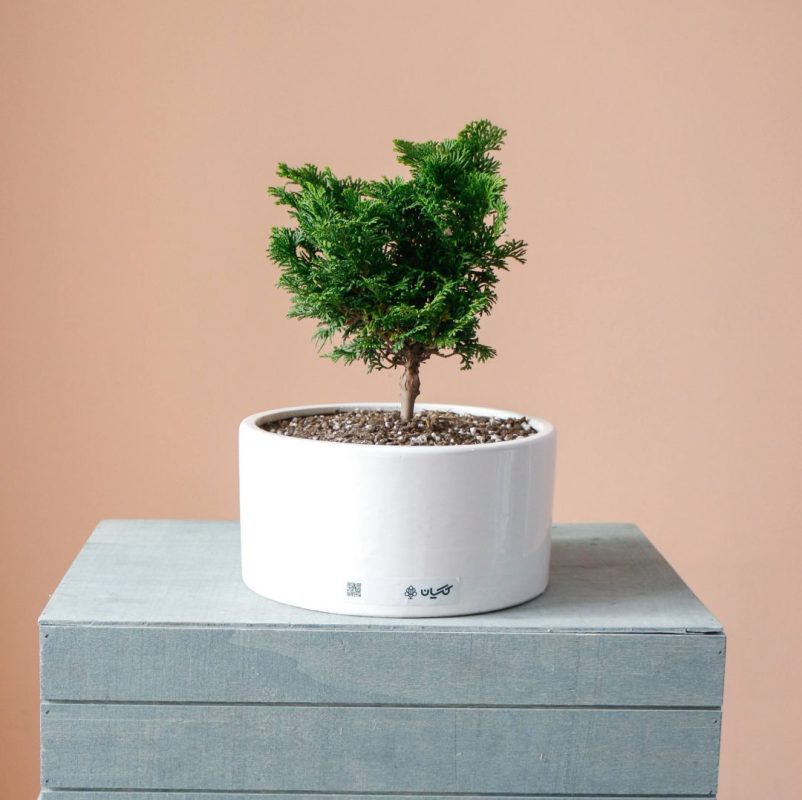 گیاه آپارتمانی بونسای کاج - گلفروشی گیان