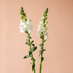 شاخه گل میمون سفید-گلفروشی گیان