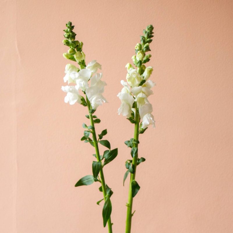 شاخه گل میمون سفید-گلفروشی گیان