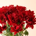 داوودی قرمز برای گلدان در خانه - گلفروشی گیان