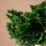 درختچه زینتی کاج برای منزل - گل گیان