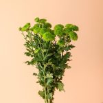 گل داوودی بزرگ سبز شاخه‌ای خاص برای خانه - گیان