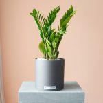 گیاه زاموفیلیا بزرگ - گل گیان