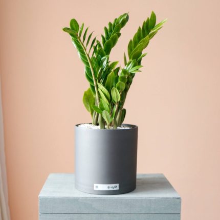 گیاه زاموفیلیا بزرگ - گل گیان