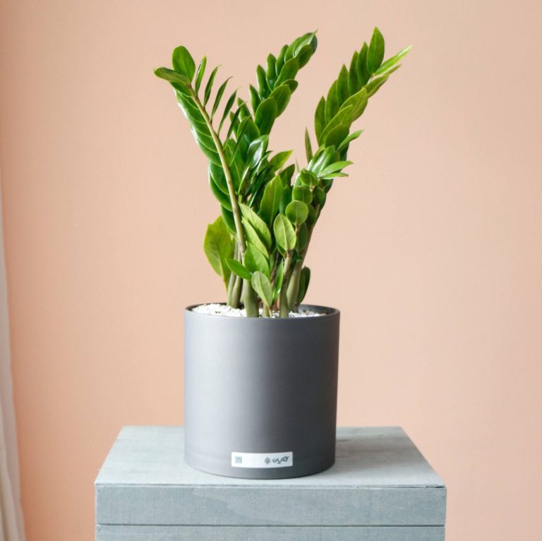 گیاه زاموفیلیا بزرگ - گل گیان