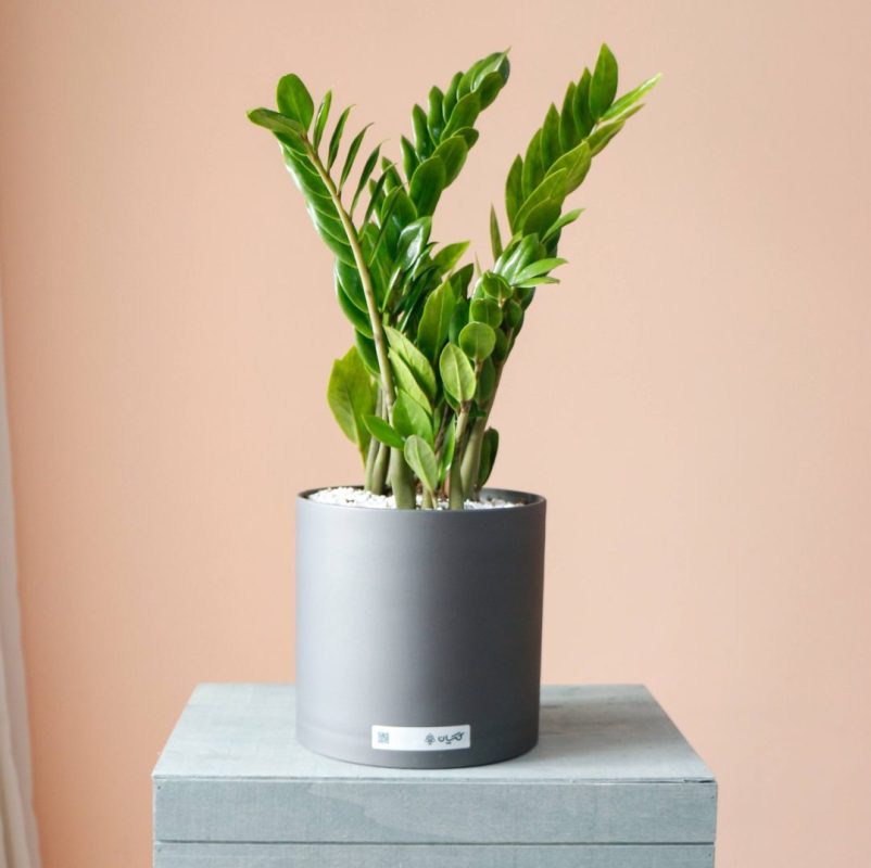 گیاه زاموفیلیا بزرگ - گل گیان