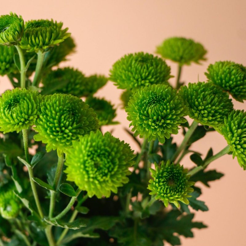 گل داوودی سبز ماندگار - گلفروشی گیان