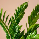 زاموفیلیا بزرگ با کلدان پلیمری برای خانه - گلفروشی گیان