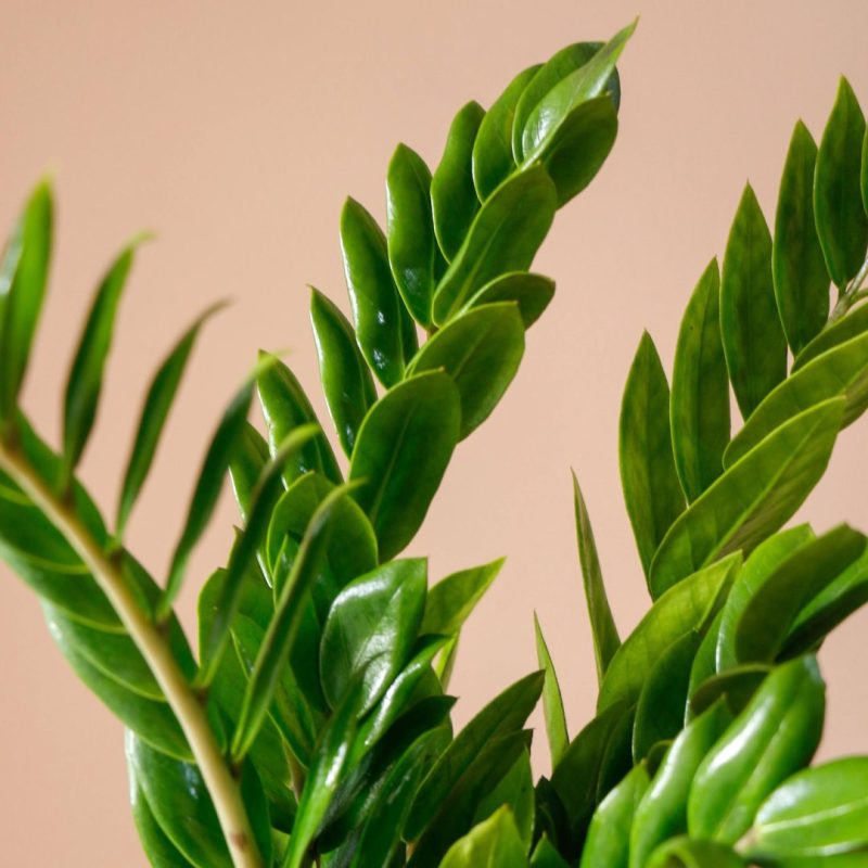 زاموفیلیا بزرگ با کلدان پلیمری برای خانه - گلفروشی گیان