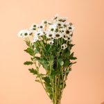 دسته گل داوودی مینیاتوری سفید شاخه‌ای - گلفروشی گیان