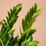 گیاه آپارتمانی با نگهداری آسان زاموفیلیا - گل گیان