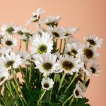 داوودی مینیاتوری سفید گل مقاوم برای خانه - گیان