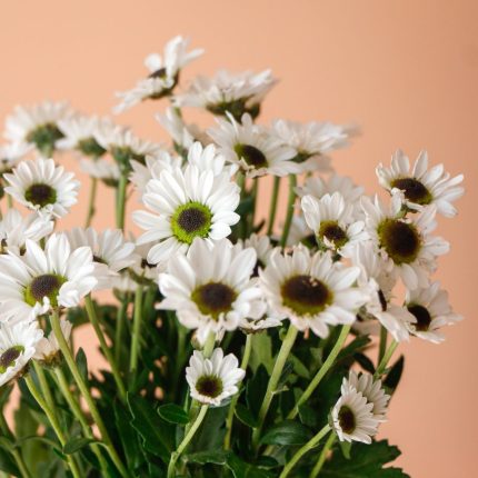 داوودی مینیاتوری سفید گل مقاوم برای خانه - گیان