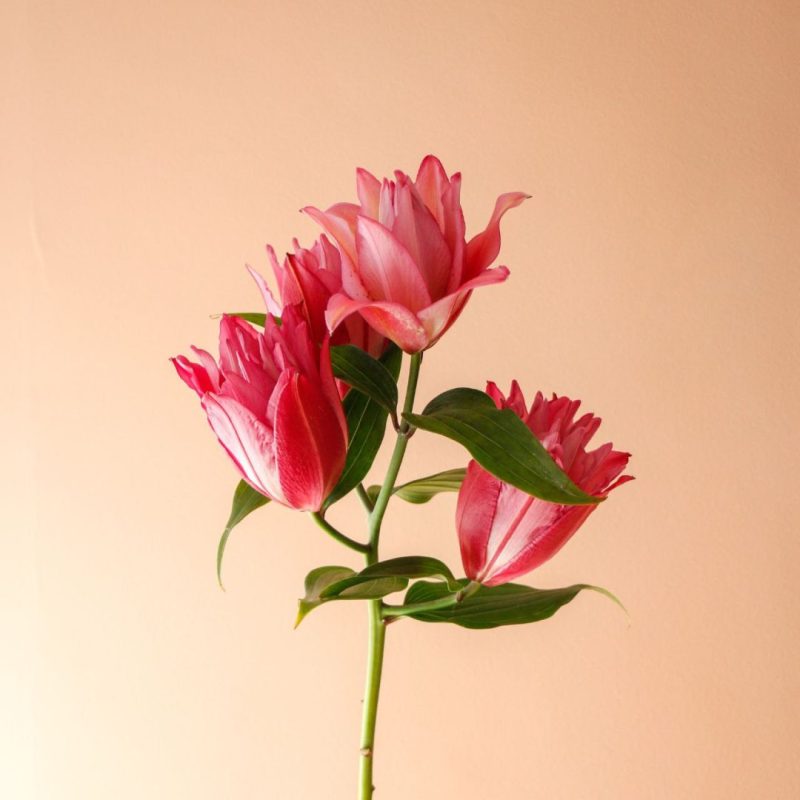 گل لی‌لی رز صورتی شاخه‌ای تازه - گیان فلاور