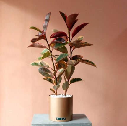 گیاه آپارتمانی فیکوس شرابی دو شاخه بزرگ و پر برگ