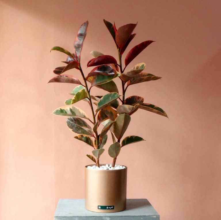 گیاه آپارتمانی فیکوس شرابی دو شاخه بزرگ و پر برگ