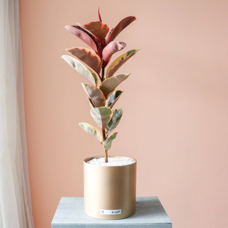 گیاه آپارتمانی فیکوس شرابی برای خانه - گلفروشی گیان