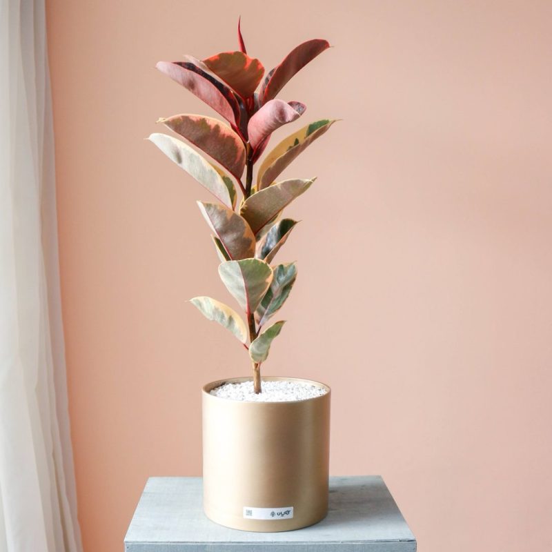 گیاه آپارتمانی فیکوس شرابی برای خانه - گلفروشی گیان