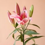 شاخه گل لیلیوم اورینتال صورتی - گلفروشی گیان