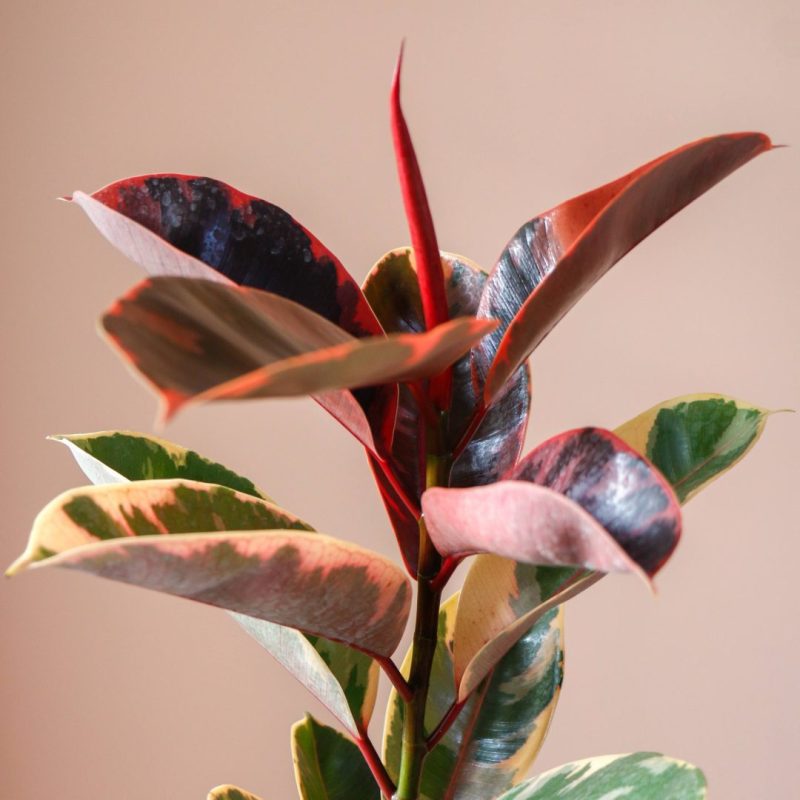 فیکوس ابلق بزرگ با گلدان پلیمری - گل گیان