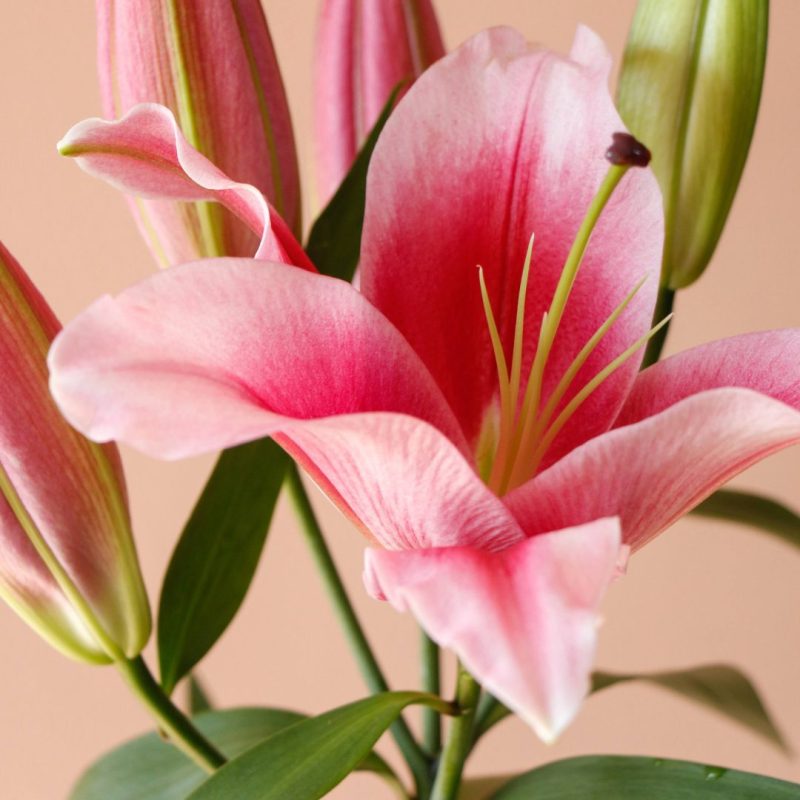 لیلیوم اورینتال صورتی ارسال فوری - گیان