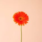 شاخه گل ژربرا نارنجی - گل گیان