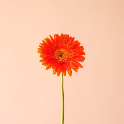 شاخه گل ژربرا نارنجی - گل گیان