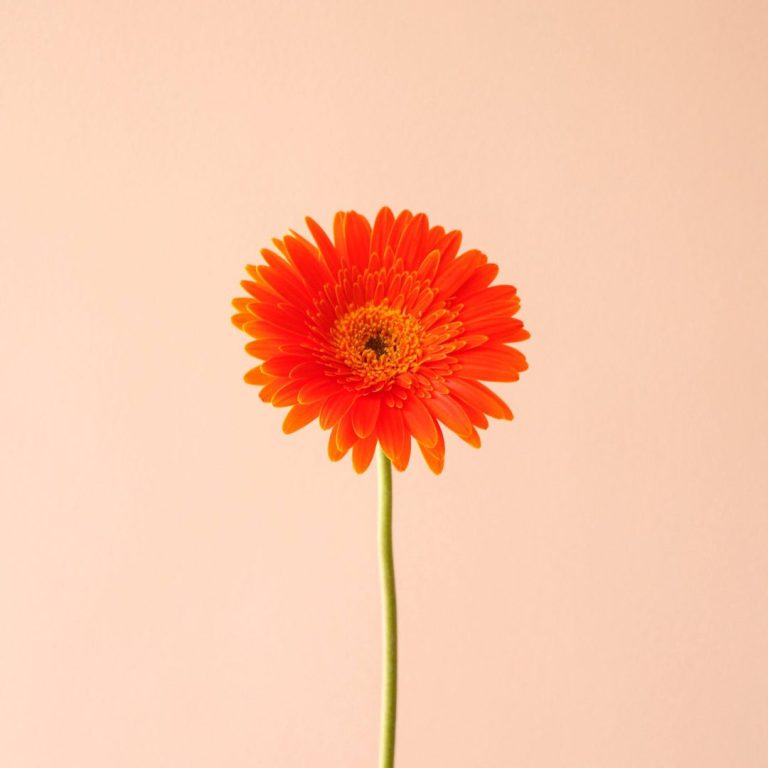 شاخه گل ژربرا نارنجی - گل گیان