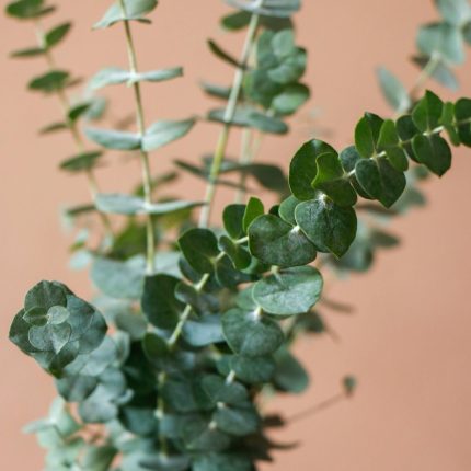 شاخه اکالیپتوس - گل گیان