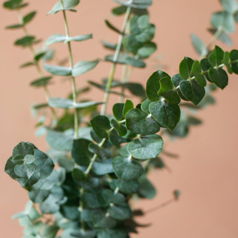 شاخه اکالیپتوس - گل گیان