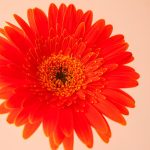 ژربرا نارنجی خرید - گلفروشی گیان