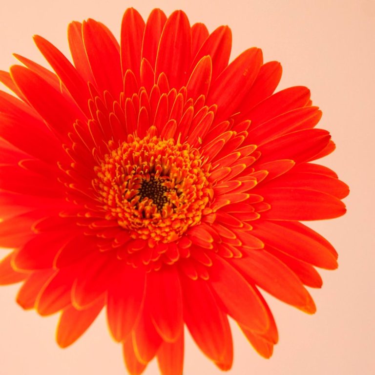 ژربرا نارنجی خرید - گلفروشی گیان